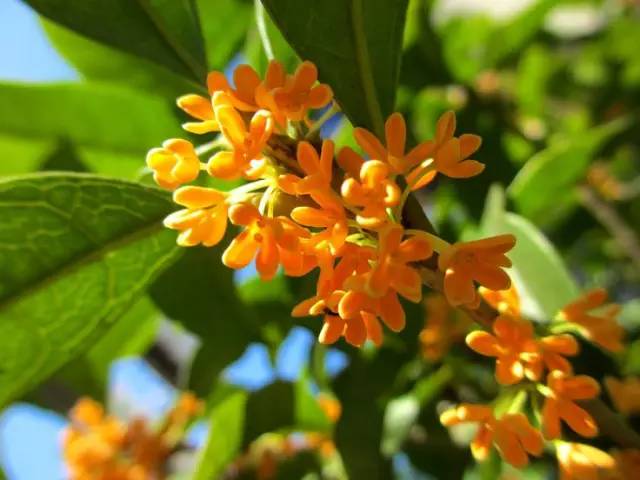 詩意風(fēng)景：一花一世界，一詩一情懷