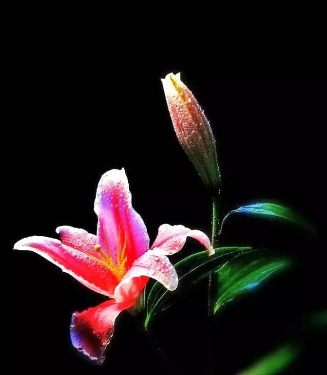 詩意風(fēng)景：一花一世界，一詩一情懷