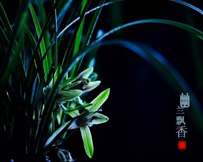 詩意風景：一花一世界，一詩一情懷