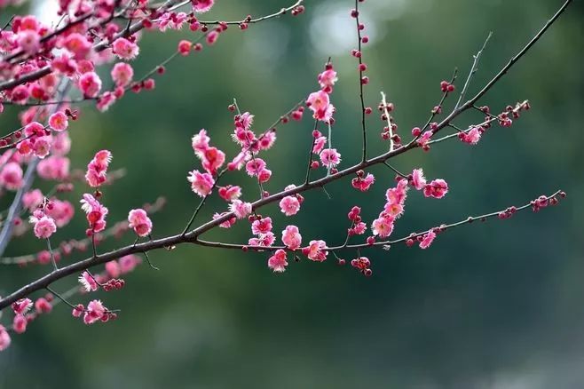 詩意風景：一花一世界，一詩一情懷