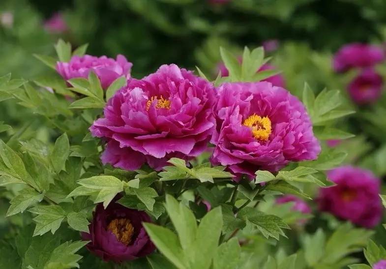 詩意風景：一花一世界，一詩一情懷