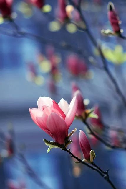 詩意風景：一花一世界，一詩一情懷
