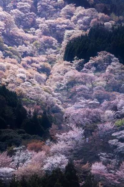 唯美風(fēng)景圖片：生命是一樹花開