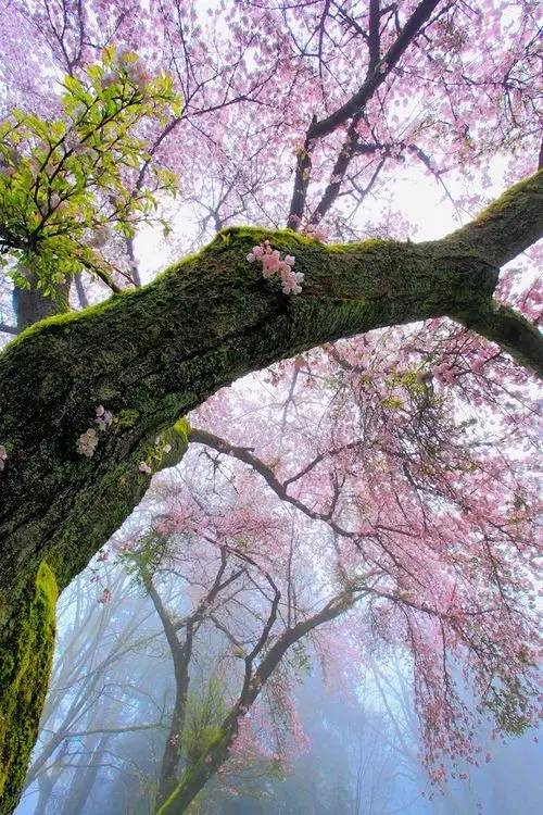 唯美風(fēng)景圖片：生命是一樹花開