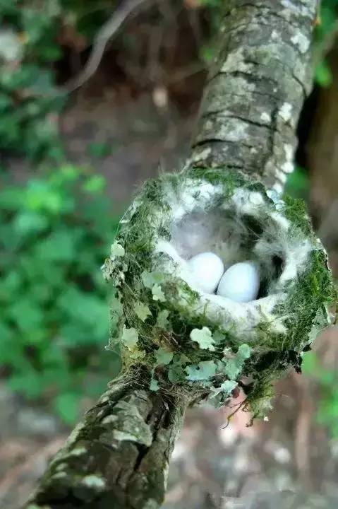 唯美風(fēng)景圖片：春天充滿生機(jī)的鳥語花香！