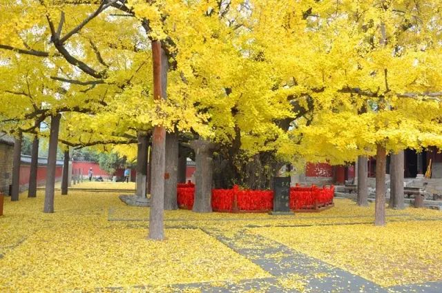 晚秋一抹耀眼金黃，唯美秋天風(fēng)景圖片！