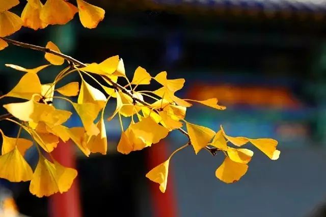 晚秋一抹耀眼金黃，唯美秋天風(fēng)景圖片！