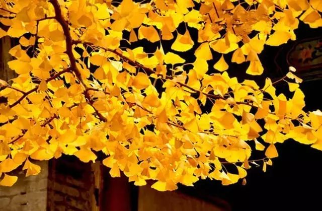晚秋一抹耀眼金黃，唯美秋天風(fēng)景圖片！