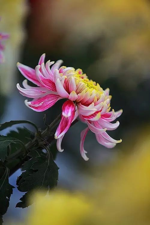 立冬時節(jié)菊繽紛，唯美菊花攝影！