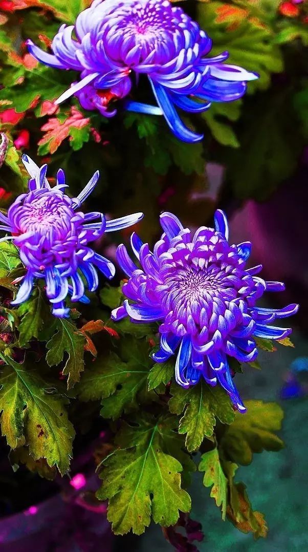 立冬時節(jié)菊繽紛，唯美菊花攝影！