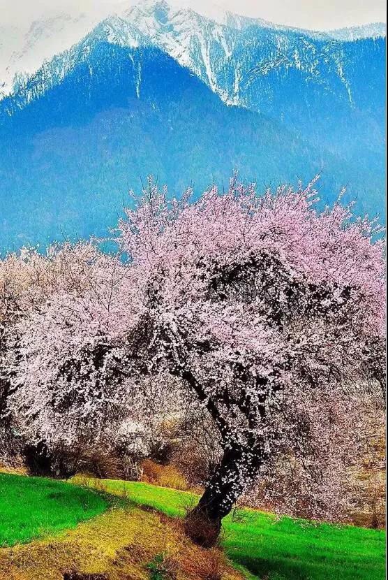 8處風(fēng)景如詩如畫，春天最值得去的地方！