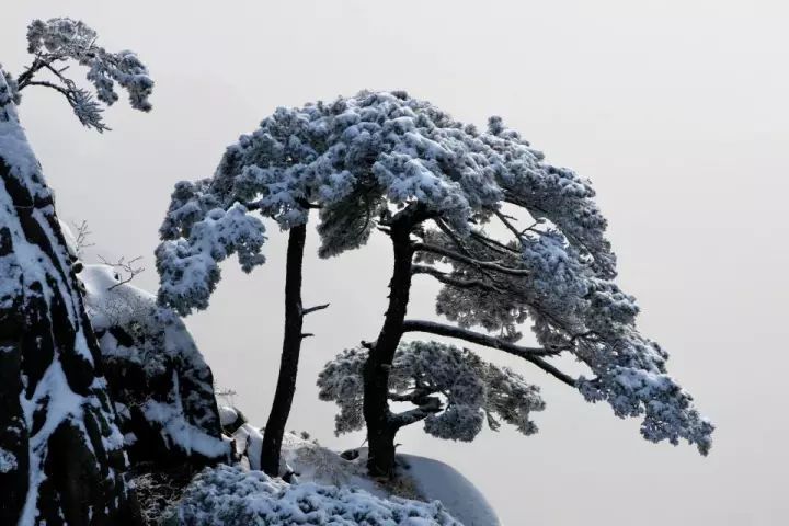 雪后黃山風(fēng)景宛如人間仙境，舞一曲雪中霓裳羽