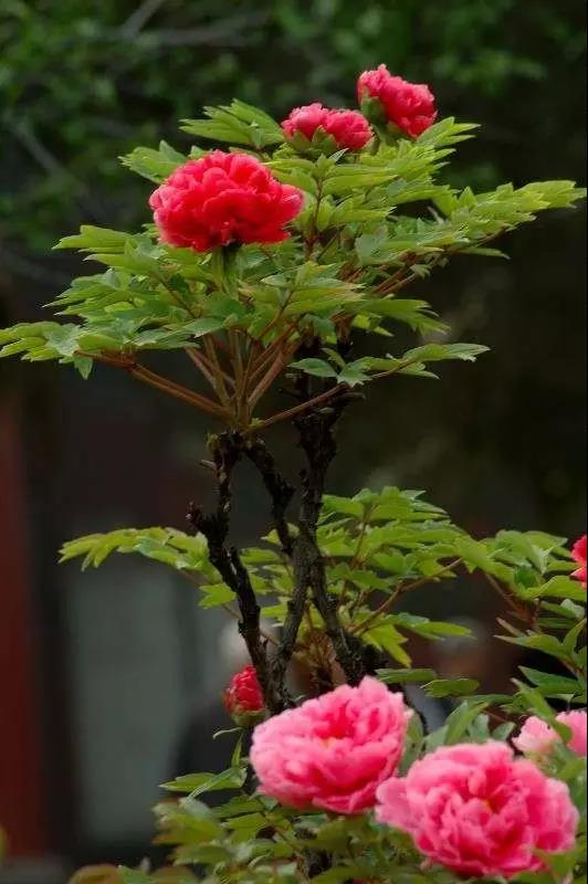 8處風(fēng)景如詩(shī)如畫，春天最值得去的地方！