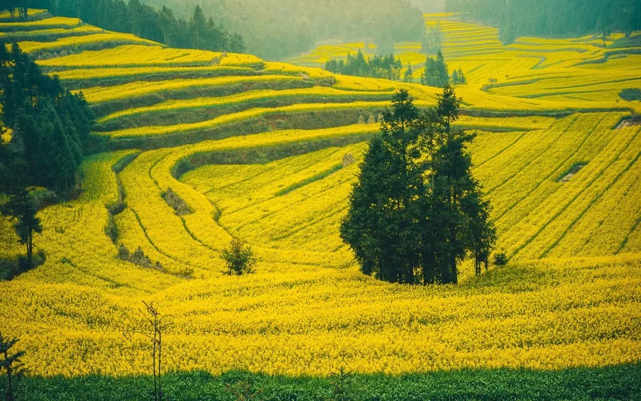 美到窒息的中國最美油菜花海，邂逅花海風(fēng)景！