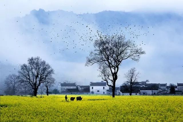 美到窒息的中國(guó)最美油菜花海，邂逅花海風(fēng)景！