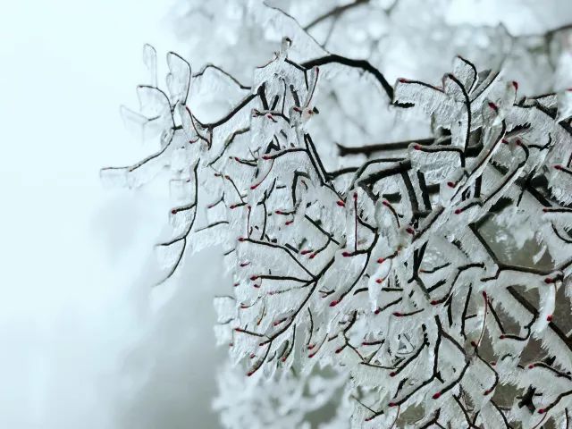 雪后黃山風(fēng)景宛如人間仙境，舞一曲雪中霓裳羽