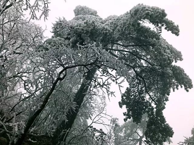雪后黃山風(fēng)景宛如人間仙境，舞一曲雪中霓裳羽