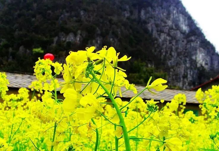 美到窒息的中國最美油菜花海，邂逅花海風景！