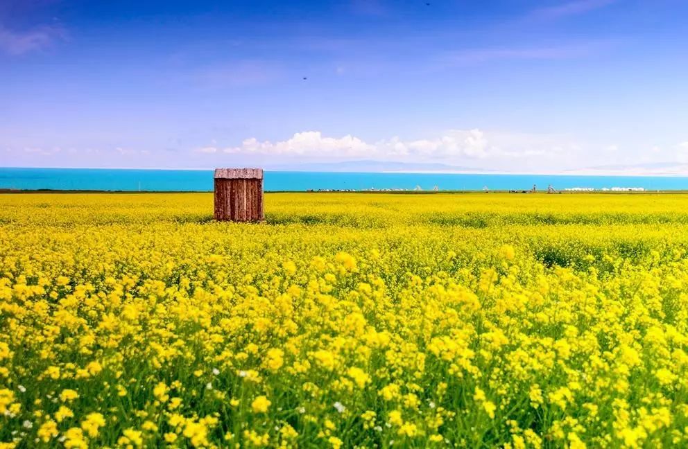 美到窒息的中國最美油菜花海，邂逅花海風(fēng)景！