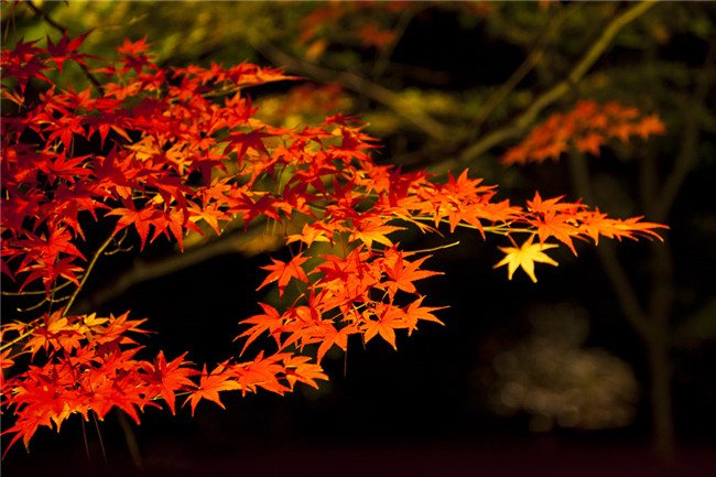 紅葉似火意似情，楓葉夜色攝影欣賞