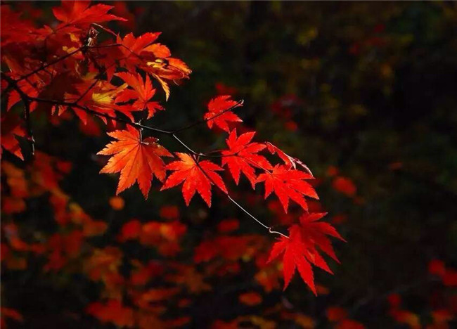 紅葉似火意似情，楓葉夜色攝影欣賞