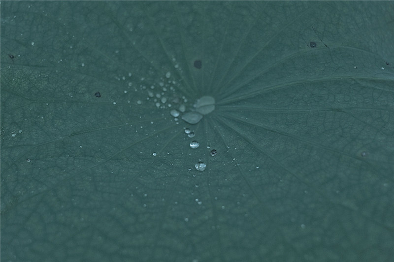 煙雨荷塘古裝人物攝影照片