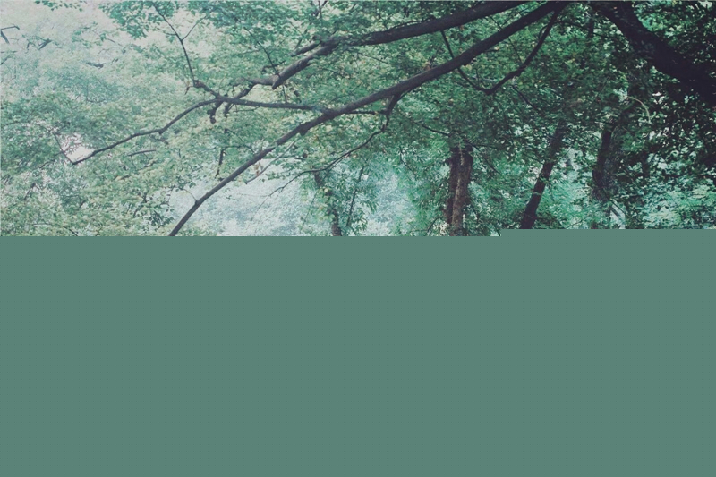 夏日樹蔭風(fēng)景攝影