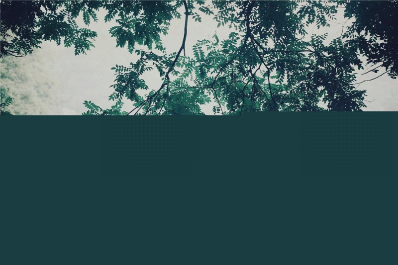 夏日樹蔭風(fēng)景攝影
