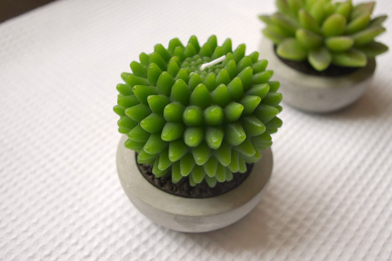 促進(jìn)夫妻關(guān)系的植物，你有沒有放在房間里？