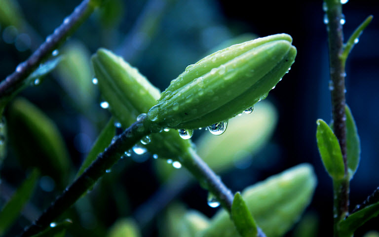 擺設(shè)植物也有風(fēng)水禁忌？還不趕快學(xué)！