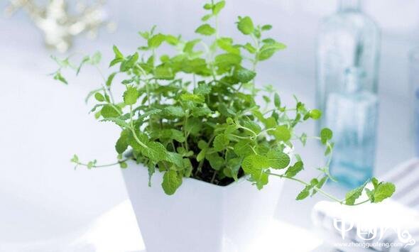 家居植物中的擺設(shè)風水圖解