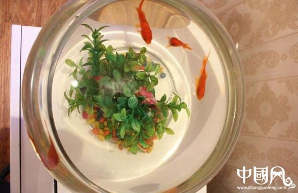 室內的魚缸風水講究