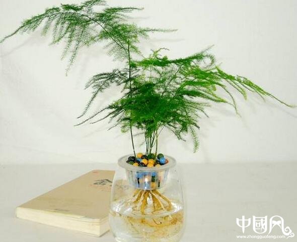 水生的植物風水