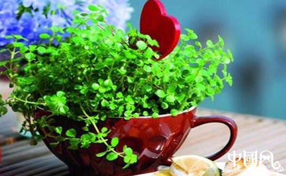 家居鐵樹(shù)植物風(fēng)水