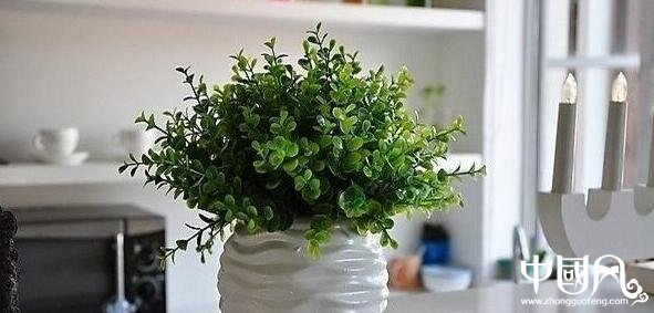 家居鐵樹(shù)植物風(fēng)水