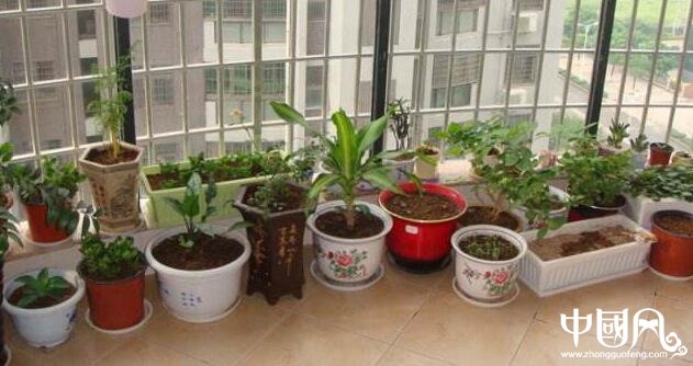 陽(yáng)臺(tái)的風(fēng)水植物講究