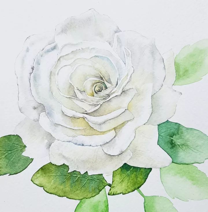 四季水彩花卉插畫，驚艷唯美!