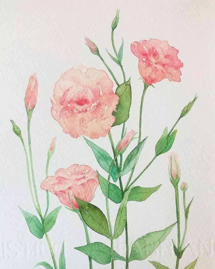 四季水彩花卉插畫，驚艷唯美!