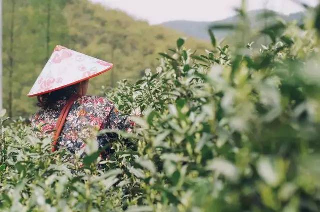 莫干山悠然九希，面朝竹海背向茶山的避暑圣地